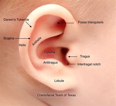 ear anatomy baby dell childrens craniofacial team  texas