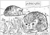 Colouring Hedgehog Pages Wildlife British Print Activity Hedgehogs Animals Kids Large Activityvillage Village Explore sketch template