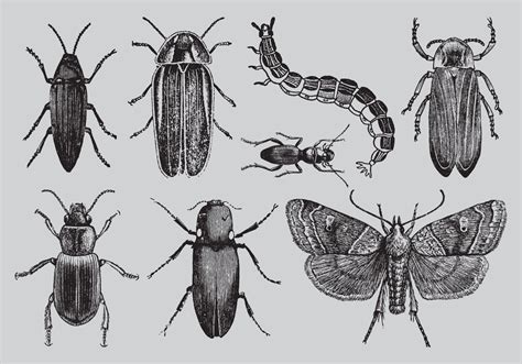 insect drawing vector art icons  graphics