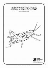Coloring Grasshopper Pages Cool Insects Print Popular Color sketch template