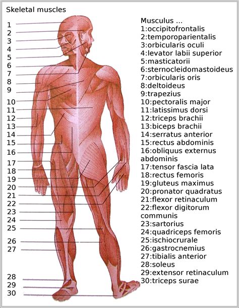 anatomy diagram labeled pics