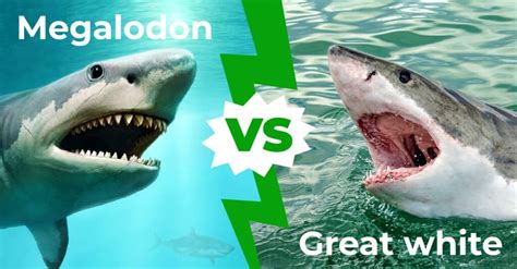 megalodon  great white   win   fight   animals