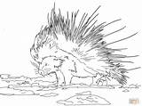 Porcupine Coloring Pages Cape Porcupines Designlooter Drawing Printable 22kb 1200px 1600 Supercoloring Categories Colorings Drawings sketch template