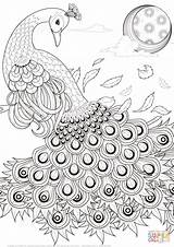 Peacock Coloring Pages Printable Drawing Peacocks Adult Para Graceful Adults Colorear Feathers Animal Cool Supercoloring Colouring Animals Color Bird Getdrawings sketch template