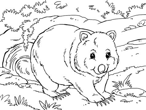 wombat coloring page coloring pages
