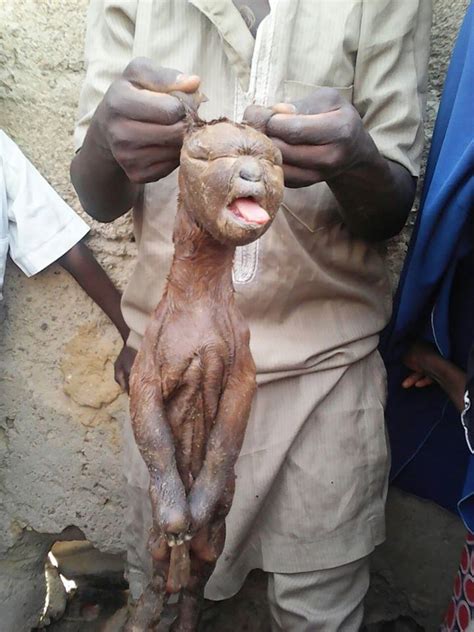 goat with human face and tongue found in kano crime nigeria