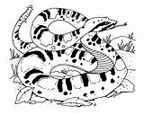 Cascabel Serpiente Serpientes sketch template