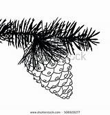 Pine Drawing Cone Tree Coloring Conifer Branches Getdrawings Getcolorings Hand Drawn Color Drawings sketch template