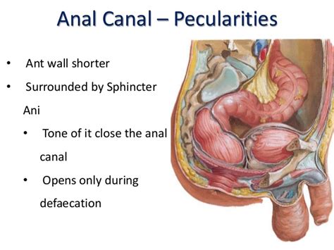 incomplete closure of anus rectum porn archive