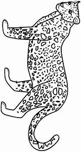 Colorare Disegni Felini Leopardo Jachtluipaard Bambini Kleurplaten Cheetah Giaguaro Colorat Dieren Animale Kleurplaat Tigre Gepard Tiger Leopardos Immagine Malvorlagen Pintada sketch template