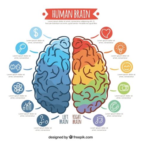 vector infographic template  colorful brain