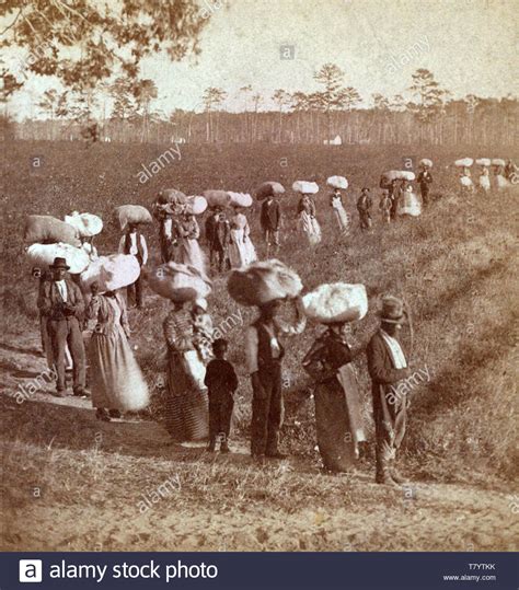 Slavery South Carolina Cotton Plantation 1860s Stock