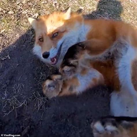cheeky fox steals owner s camera while she practises yoga daily mail