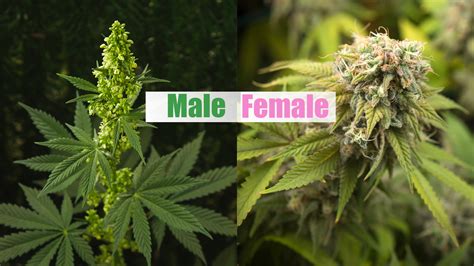 male  female cannabis plant  sexing guide leafipedianet