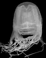Afbeeldingsresultaten voor Chiropsalmus quadrumanus Klasse. Grootte: 150 x 188. Bron: forskning.no