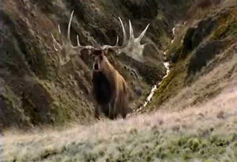 irish elk wild deer association  ireland