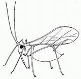 Insect Aphid Drawing Coloring Biology Winged Insects Drawings Pages Aphids Bugs Biological Control Getting Rid Resources Embroidery Popular Greenfly Hand sketch template