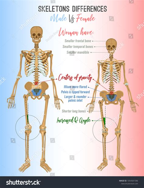 female  male skeleton