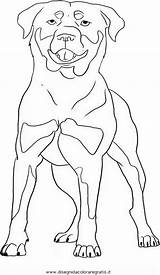 Rottweiler Cani Stampare Hunde Colora Disegnidacoloraregratis sketch template