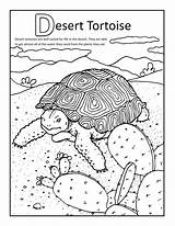 Desert Coloring Pages Kids Tortoise Tortise sketch template