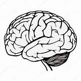 Gehirn Cerebro Illustration Menschliches Ausmalbild Spirit Humano Menschliche Sketchite Skizzierung Nervioso Sistema sketch template