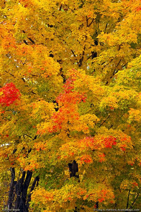 autumn maple tree  shows  beautiful color   map flickr