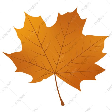 sycamore autumn leaf clipart design leaf autumn sycamore png