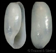 Afbeeldingsresultaten voor "retusa Umbilicata". Grootte: 196 x 185. Bron: www.gastropods.com