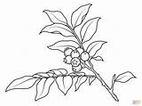 Branch Huckleberry Coloring Pages Drawing Color Template Printable Plants Drawings Designlooter Paper 9kb 2046 sketch template