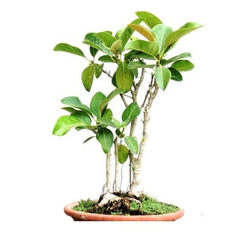buy banyan tree bonsai  years  tree   plantsgurucom