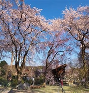 佐野藤右衛門 桜 に対する画像結果.サイズ: 176 x 185。ソース: www.nippon.com