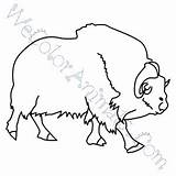 Ox Musk Mammals sketch template
