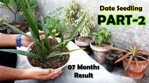 date seed germination   grow date palm tree  seed date