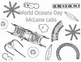 Coloring Ocean Sheet Phytoplankton Oceans Mclane sketch template
