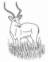 Impala Coloring Pages Color Animal Animals Gif Animalstown sketch template