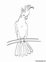 Cockatoo Coloring Pages Bird Australian Drawings Animal Printable Cockatoos Svg Colouring Kakadu Drawing Animals Birds Australia Template Book Umbrella 1coloring sketch template