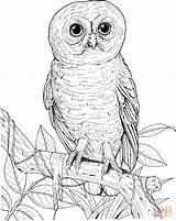 Owl Coloring Pages Big Eyed Printable Burrowing Drawing Realistic Barn Print Sheets Pdf Hoot Printables Activity Designlooter Silhouettes Gif Getdrawings sketch template