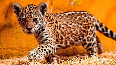 jaguar jaguars cats cat choices