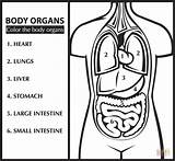 Corpo Umano Organi Organs Organ Colorare Inglese Disegni Impara Colora Bambini Clipart Anatomia sketch template