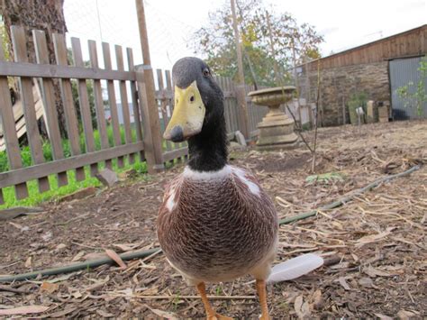 this ugly duckling blossomed into a beaut thanks to stranger who wouldn t give up on him huffpost