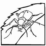 Dung Beetle Coloring Pages Color Animal Animalstown Animals sketch template