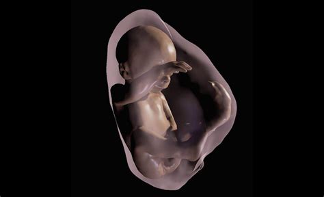 researchers      unborn babies  virtual reality