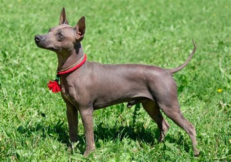 hairless dog breeds fur   footers