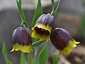 Image result for "fritillaria Formica". Size: 122 x 92. Source: garden.org