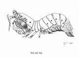 Mantis Shrimp Coloring 31kb sketch template