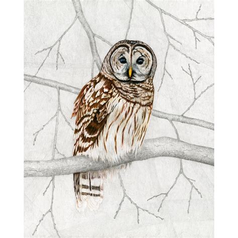 share    barred owl sketch ineteachers