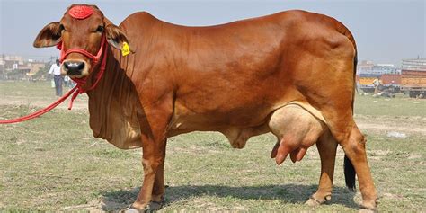 sahiwal cow buy sahiwal cow for best price at inr 40 kinr 60 k piece s