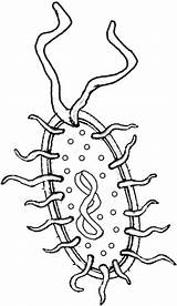 Bacteria Coloring Cell Prokaryote Cells Pages Prokaryotic Clipart Simple Drawing Color Plant Science Euglena Library Biology Animal Biologycorner Clip Weird sketch template