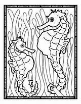 Coloring Pages Seahorse Google Color Seahorses Horse Sheets Print Animals Animal Printable Comments sketch template