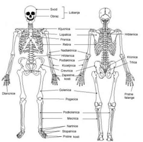 ludske telo kosti  kostra kosti  kostra